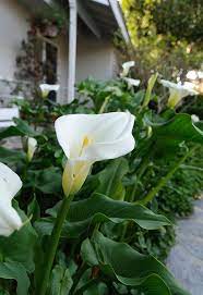The clean and elegant look of white flowers make them a perfect choice as a gift for formal occasion, as well as being a popular choice for men. Calla 1 Bulb Giant Flowers White 120 Cm Tall Perennials Home Garden