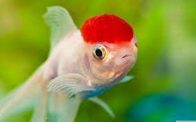 red cap oranda goldfish ultra hd