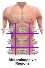 The abdomen is subdivided into four quadrants and nine areas. Quadrants And Regions Of Abdomen Wikipedia