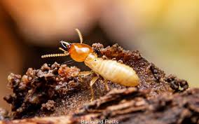 How To Get Rid Of Termites In Your Home