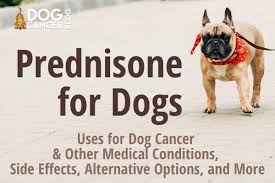 On average patient may survive for 6 months. Prednisone For Dogs Uses For Dog Cancer And Other Medical Conditions Side Effects Alternative Options And More