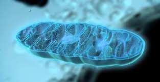 Mitokondri nedir ve neden önemlidir? - Ayşe Tolga İyi Yaşam