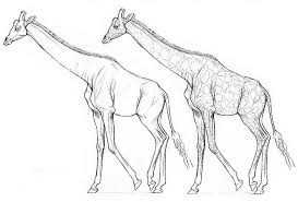 Même si vous êtes un débutant au dessin, vous pouvez dessiner une girafe réaliste avec moi! Comment Dessiner Une Girafe Etape Par Etape Adobe