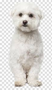 Maltese Dog Bichon Frise Havanese Dog Bolognese Dog Bolonka