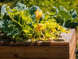 8 tips for growing squash in raised beds