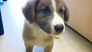 Great pyrenees australian shepherd mix is a mixed breed that stemmed from the great pyrenees and also the australian shepherd. This Adorable Great Pyrenees Australian Shepherd Mix In Nashville Needs A Home