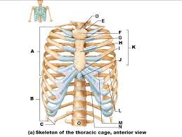 The human rib cage is made up of 12 paired rib bones; Anatomy Of Skeleton Of Thoracic Cage Anterior View Diagram Quizlet