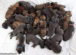 A quick note of thanks to all who have donated and support pop. Huge Pile Of Puppies Funnypuppysite Com
