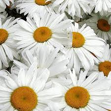 Chrysanthemum leucanthemum (Ox-Eye Daisy) Wildflower Seed