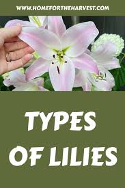 types of lilies a colorful guide to