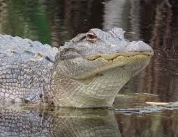Alligators Thermoregulators | U.S. Fish & Wildlife Service