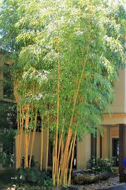 Buy Robert Young Golden Bamboo Free