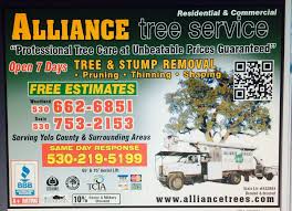Alliance Tree Service Tree Services Davis Ca Phone Number Yelp