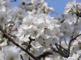 Cherries (prunus avium) are one fruit that almost everyone seems to adore. Types Of Ornamental Cherry Trees Hgtv