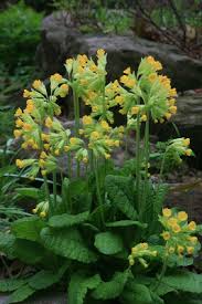 Primula veris - Michigan Flora