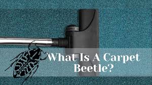 what is a carpet beetle bug