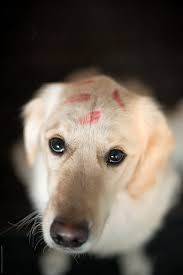 dog with lipstick kisses del