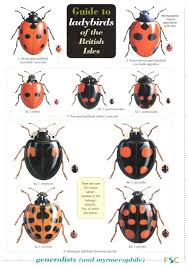 A Guide To Ladybirds Of The British Isles
