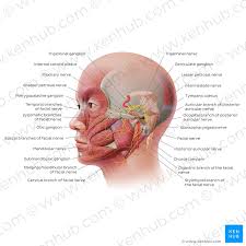Facial Nerve Origin Function Branches And Anatomy Kenhub
