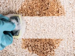 best carpet cleaners kissimmee fl