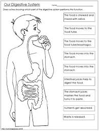 78 Logical Digestive System Flow Chart For Kids