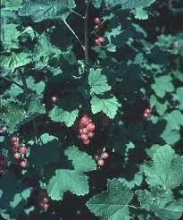 Ribes rubrum - Online Virtual Flora of Wisconsin