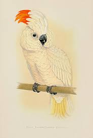 847 x 1199 png 49 кб. Wt Greene Parrots In Captivity 1884 Br Australia New Guinea New Zealand