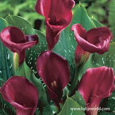 majestic red calla lilies tulip world
