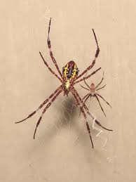 garden spider