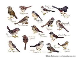 Sparrows Field Guide Art Print Birds Of North America