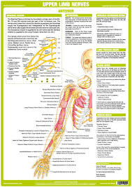 The Chartex Upper Limb Nervous System Chart Illustrates