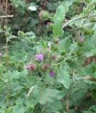 What burdock looks like?