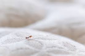 Bedbug Mattress Covers Work Bed Bugs