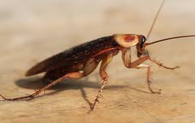albemarle termite pest control