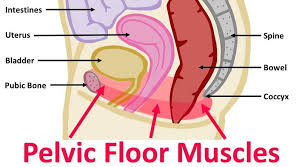 pelvic floor pain and back pain el
