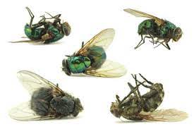 Eine fliege kann ihre larven nur dann in ihrem haus oder ihrer wohnung ablegen, wenn sie auf irgendeine weise hereinkommt. Was Hilft Gegen Fliegen In Der Wohnung