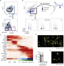 human neural stem and progenitor cells