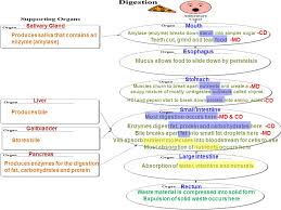 Digestion Flow Chart Digestion Flow Chart Amylase Enzyme