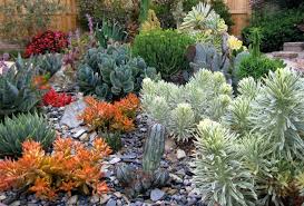 16 cactus rock garden designs ideas