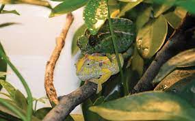 carpet chameleon information and care