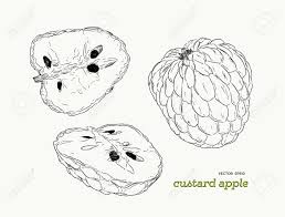 Would you like to know how to translate custard to malay? Custard Apple Hand Drawn Illustration Vector Royalty Free Cliparts Vectors And Stock Illustration Image 92819401