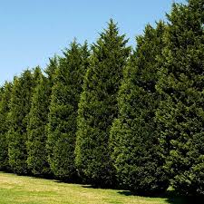 Сребърната кралица ilex може да бъде широколистни или вечнозелени храсти и дървета с често бодливи листа, малки. Zhiva Plet Ot Vechnozeleni Hrasti Za Dvora I Gradinata Flat Bg Flat Bg