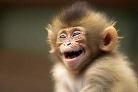 funny monkey stock photos images and