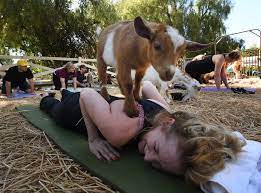 fitness craze yoga with goats takes us