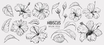 hibiscus flower outline images browse