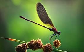 Please don't forget to rate. Free Download Dragonfly Wallpapers 1920x1200 For Your Desktop Mobile Tablet Explore 72 Dragonfly Wallpaper Dragonfly Backgrounds Dragonfly Wallpapers Dragonfly Wallpaper