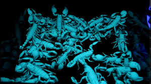 Image result for scorpions glowing under black light