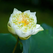 La hermosa flor de loto blanco en los jardines. | Foto Premium