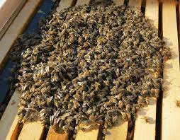 What Happens To Honeybees In The Winter