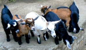 8 Tips To Prepare For Goat Breeding Season Hobby Farms
